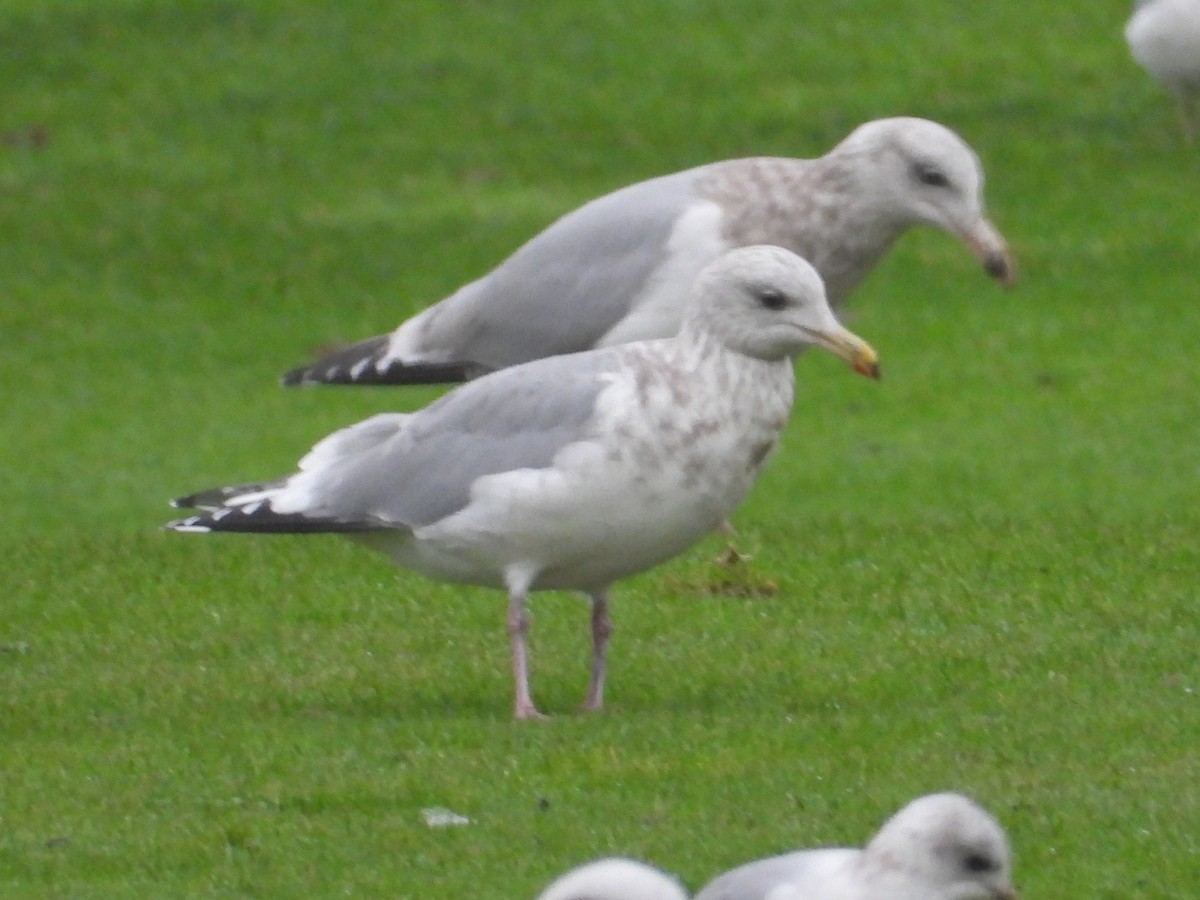 Мартин гренландський (підвид thayeri) - ML646677204