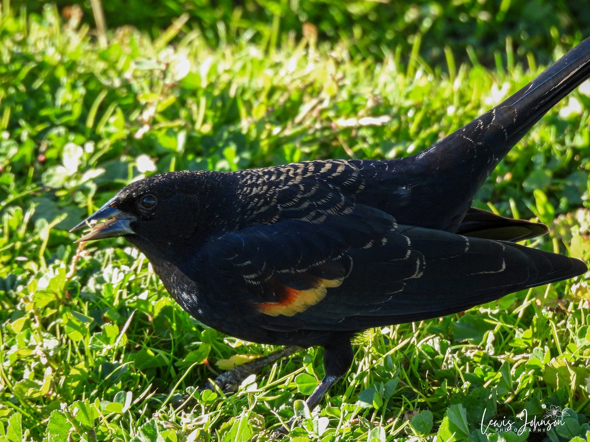 Красноплечий трупиал - ML646677205