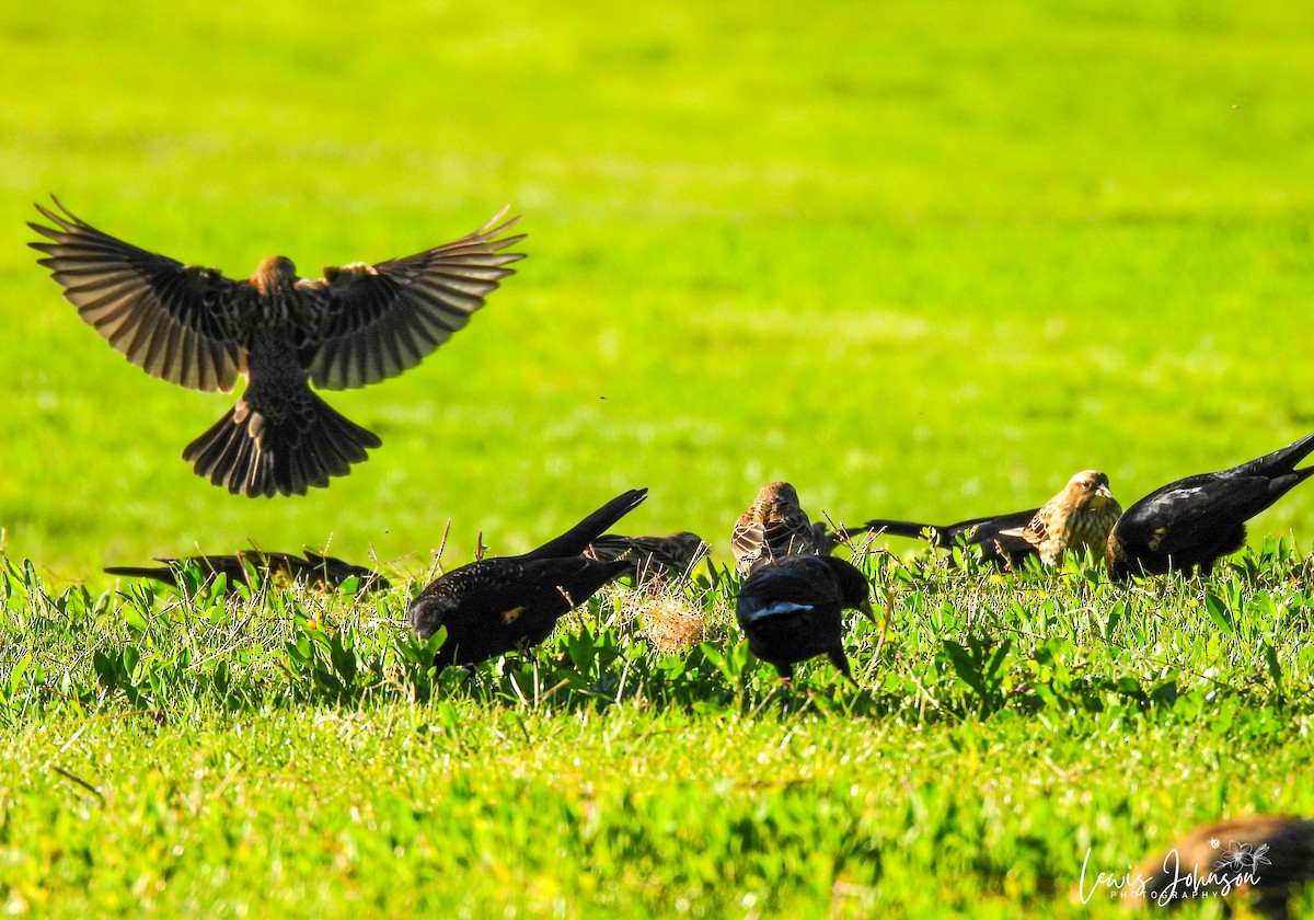 Красноплечий трупиал - ML646677206