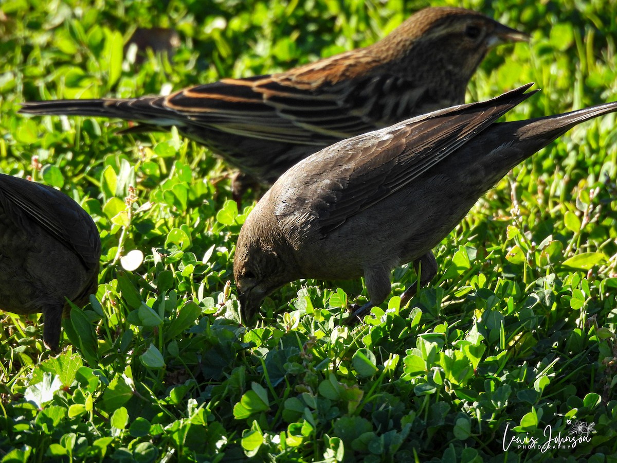 ハゴロモガラス - ML646677207