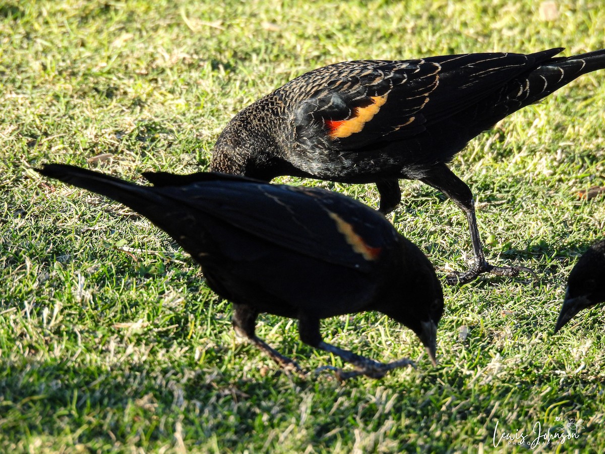 ハゴロモガラス - ML646677208