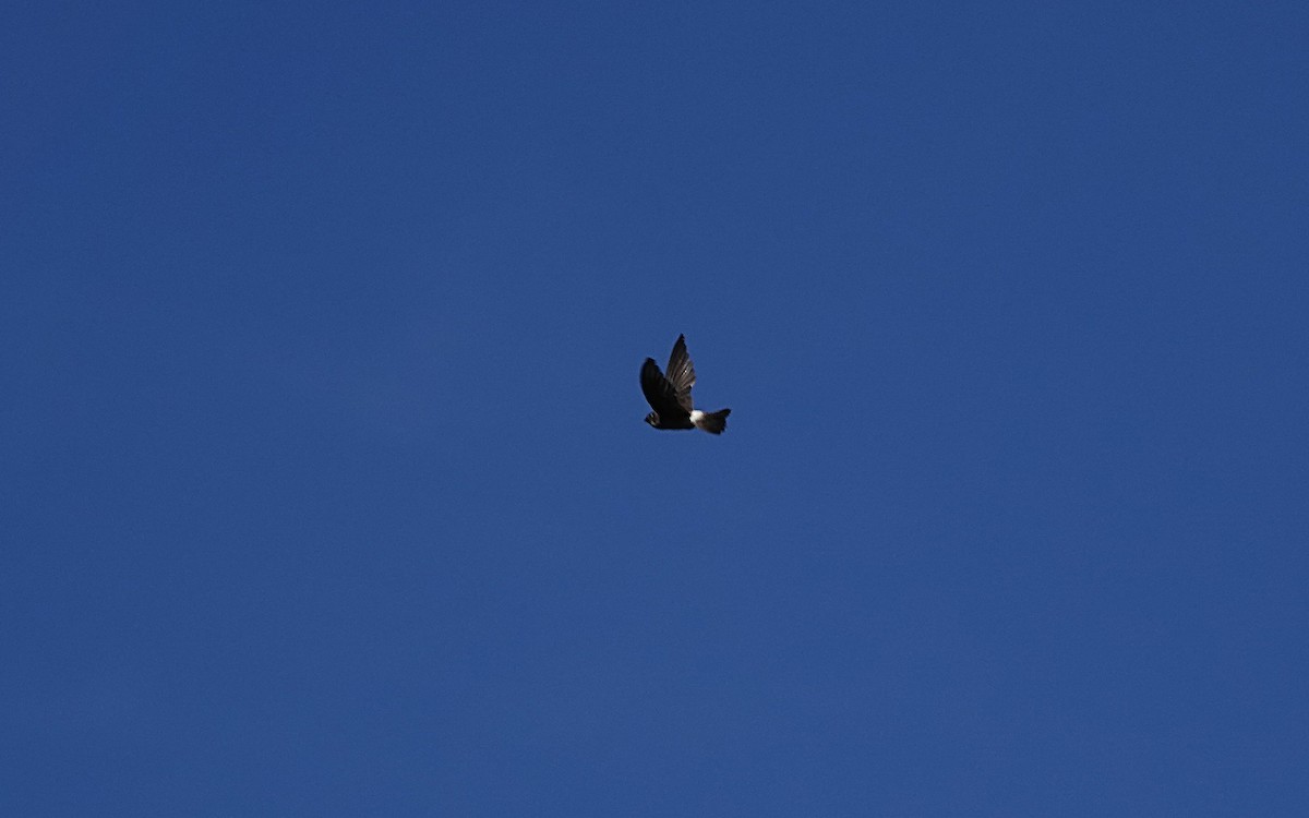 オーストラリアアナツバメ - ML646677211