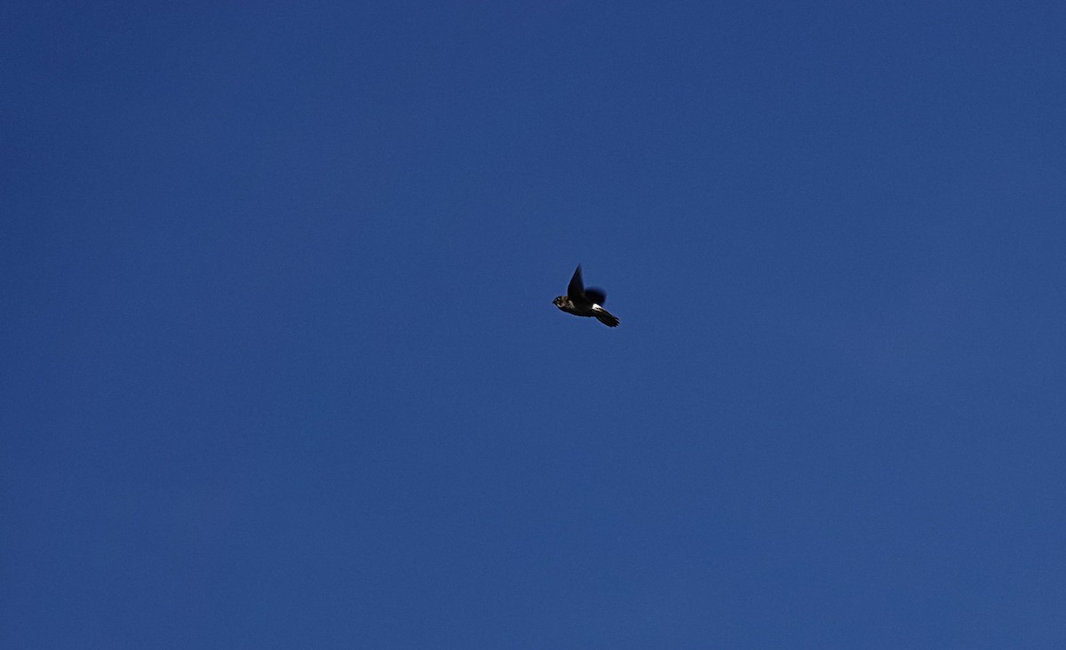 オーストラリアアナツバメ - ML646677212