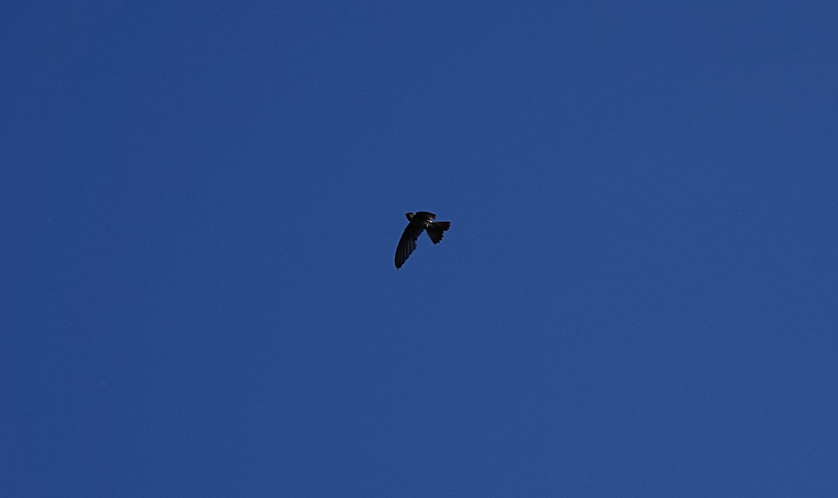 オーストラリアアナツバメ - ML646677213