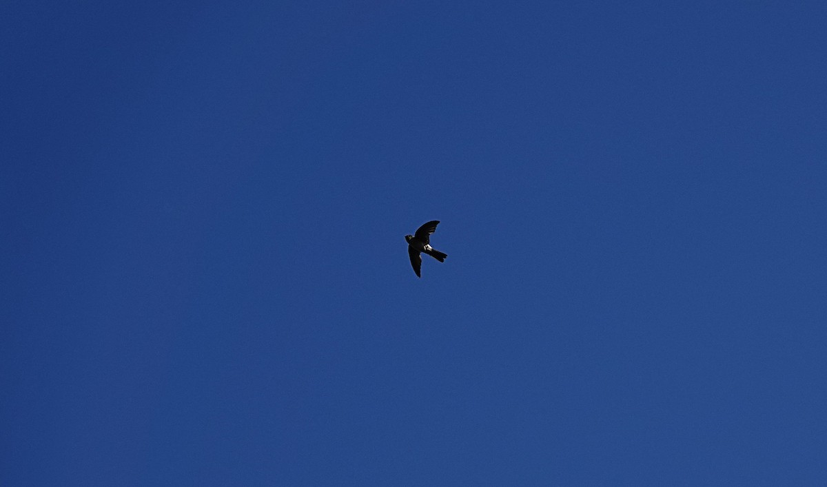 オーストラリアアナツバメ - ML646677214