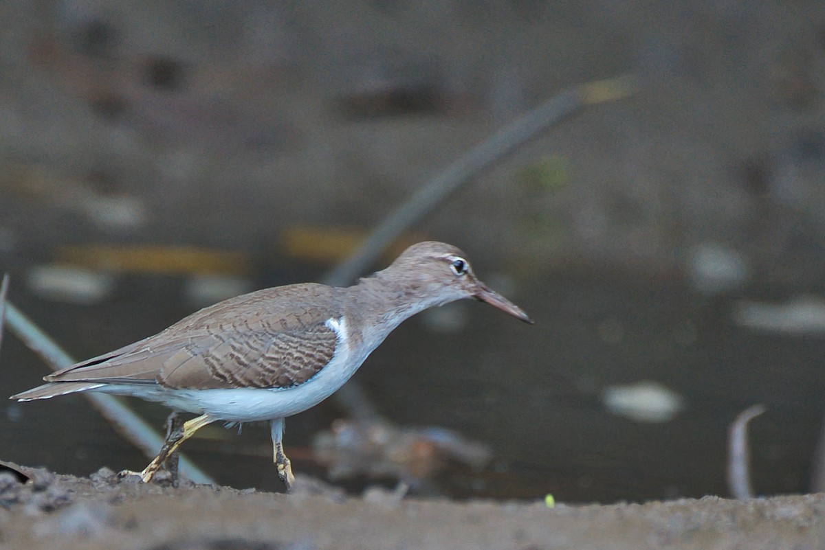 アメリカイソシギ - ML646677215