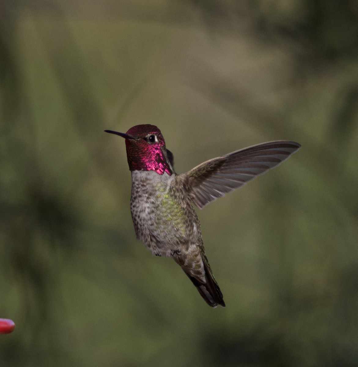 アンナハチドリ - ML646677216