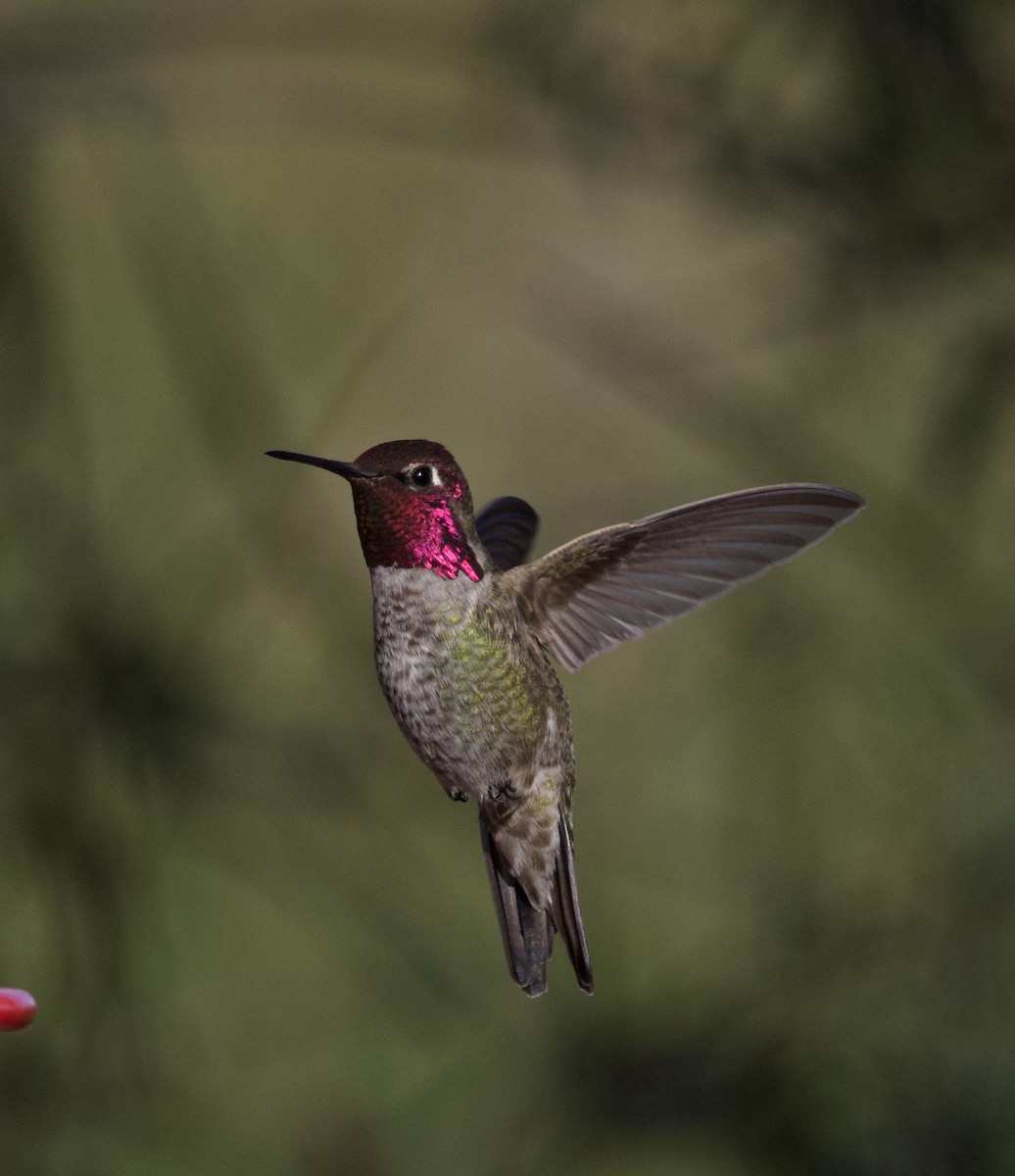 アンナハチドリ - ML646677217