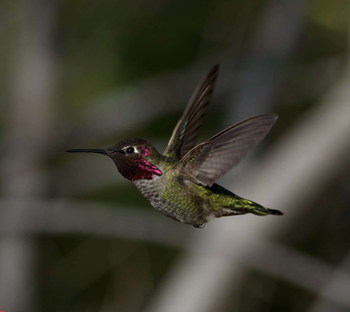 アンナハチドリ - ML646677219