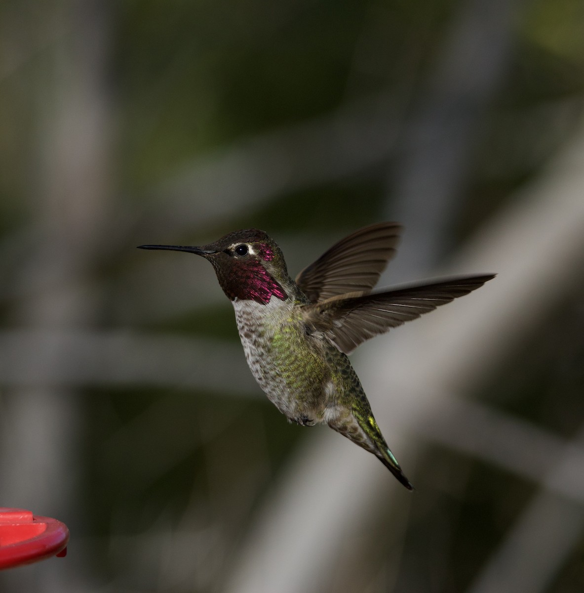 アンナハチドリ - ML646677220