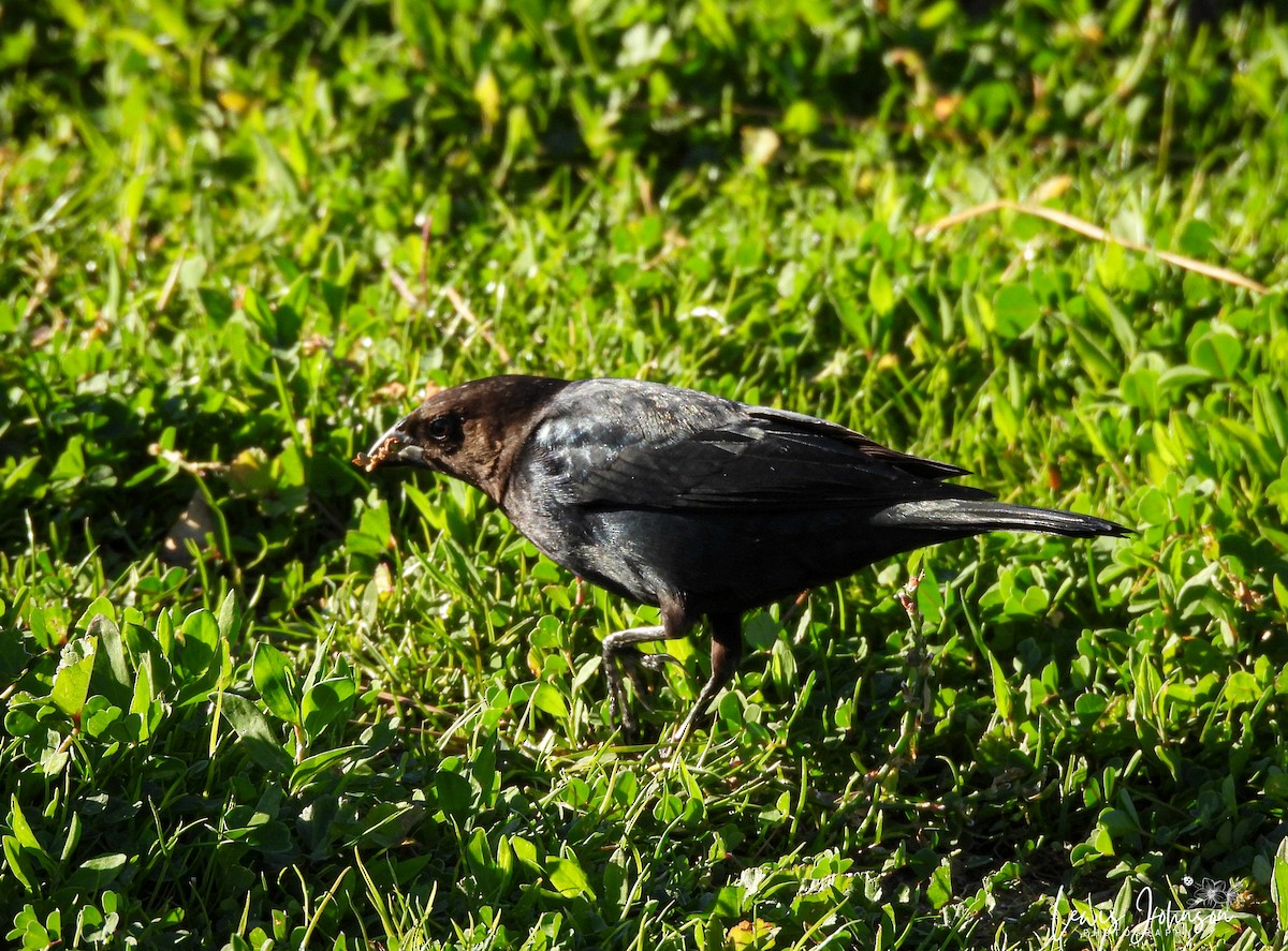 コウウチョウ - ML646677224