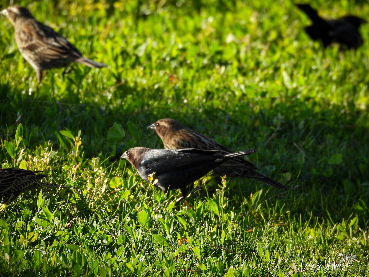 コウウチョウ - ML646677225