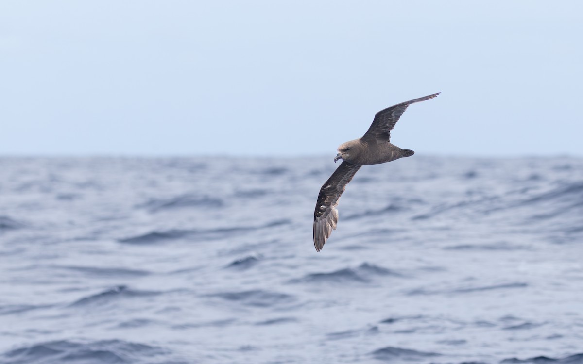 ハネナガミズナギドリ - ML646677226