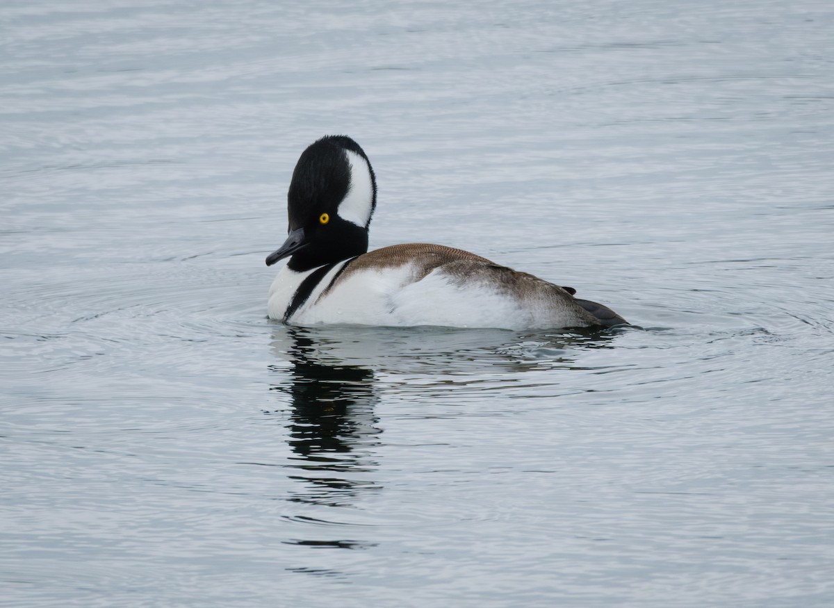 オウギアイサ - ML646677227