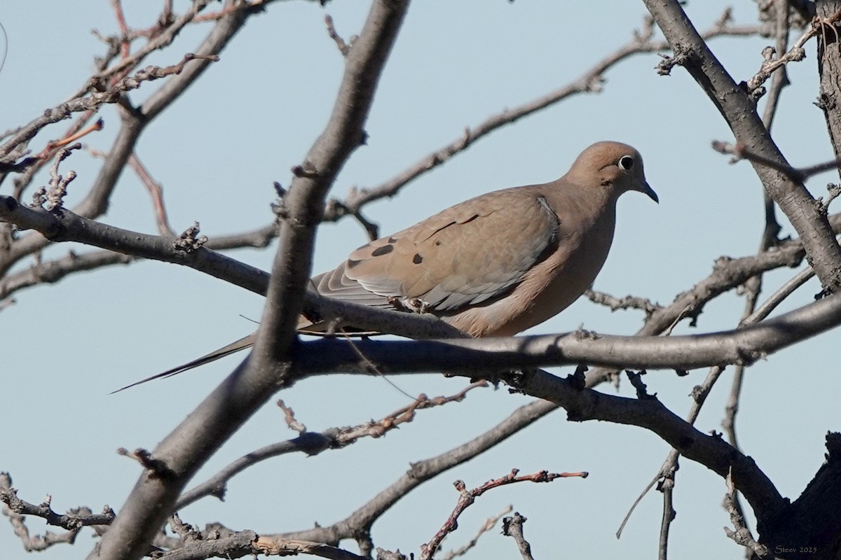 ナゲキバト - ML646677228