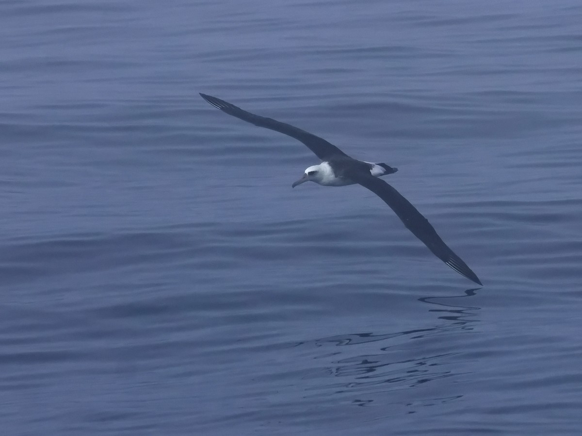 コアホウドリ - ML646677231