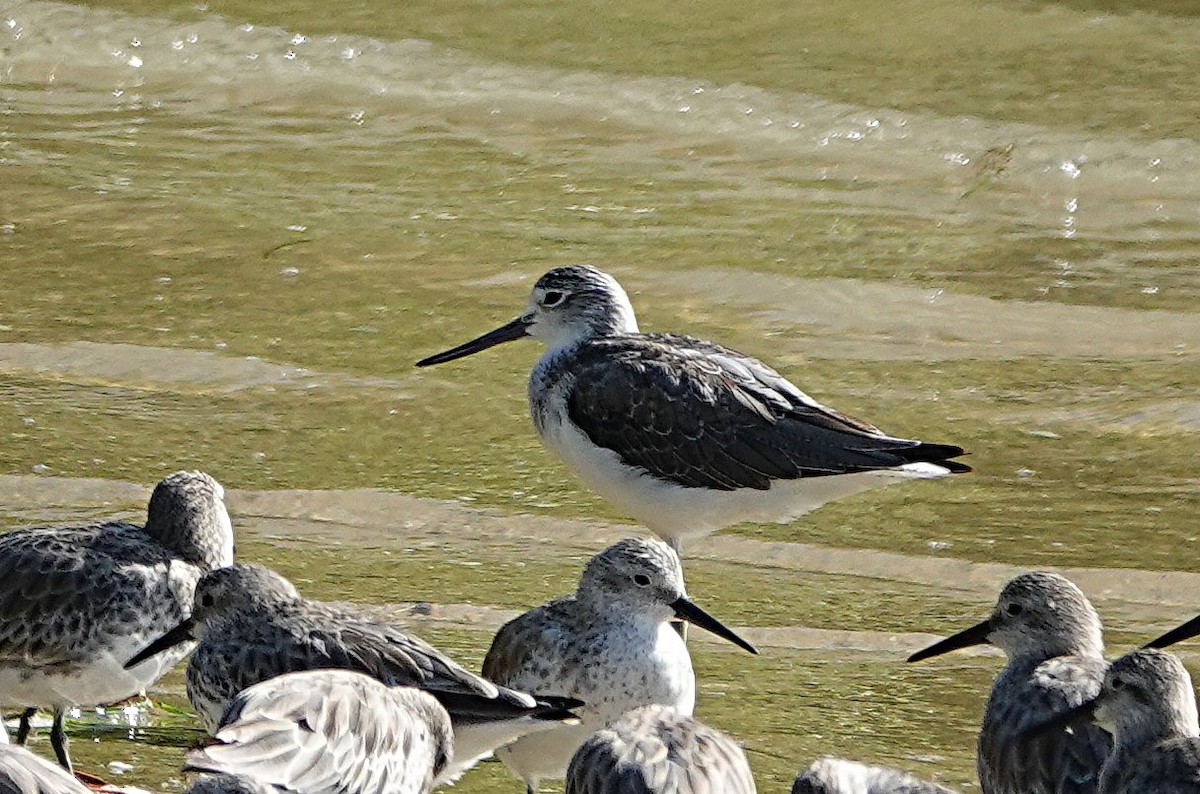 アオアシシギ - ML646677232