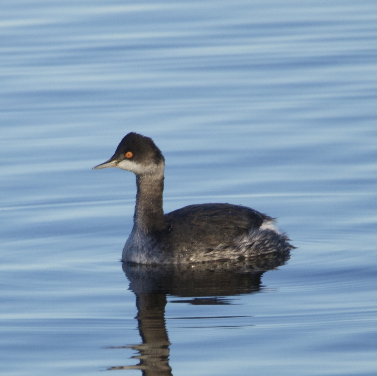 ハジロカイツブリ - ML646677233