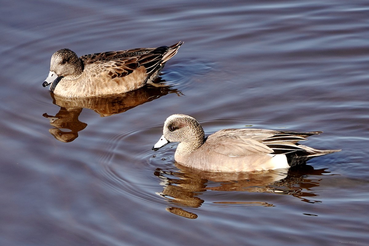 アメリカヒドリ - ML646677236