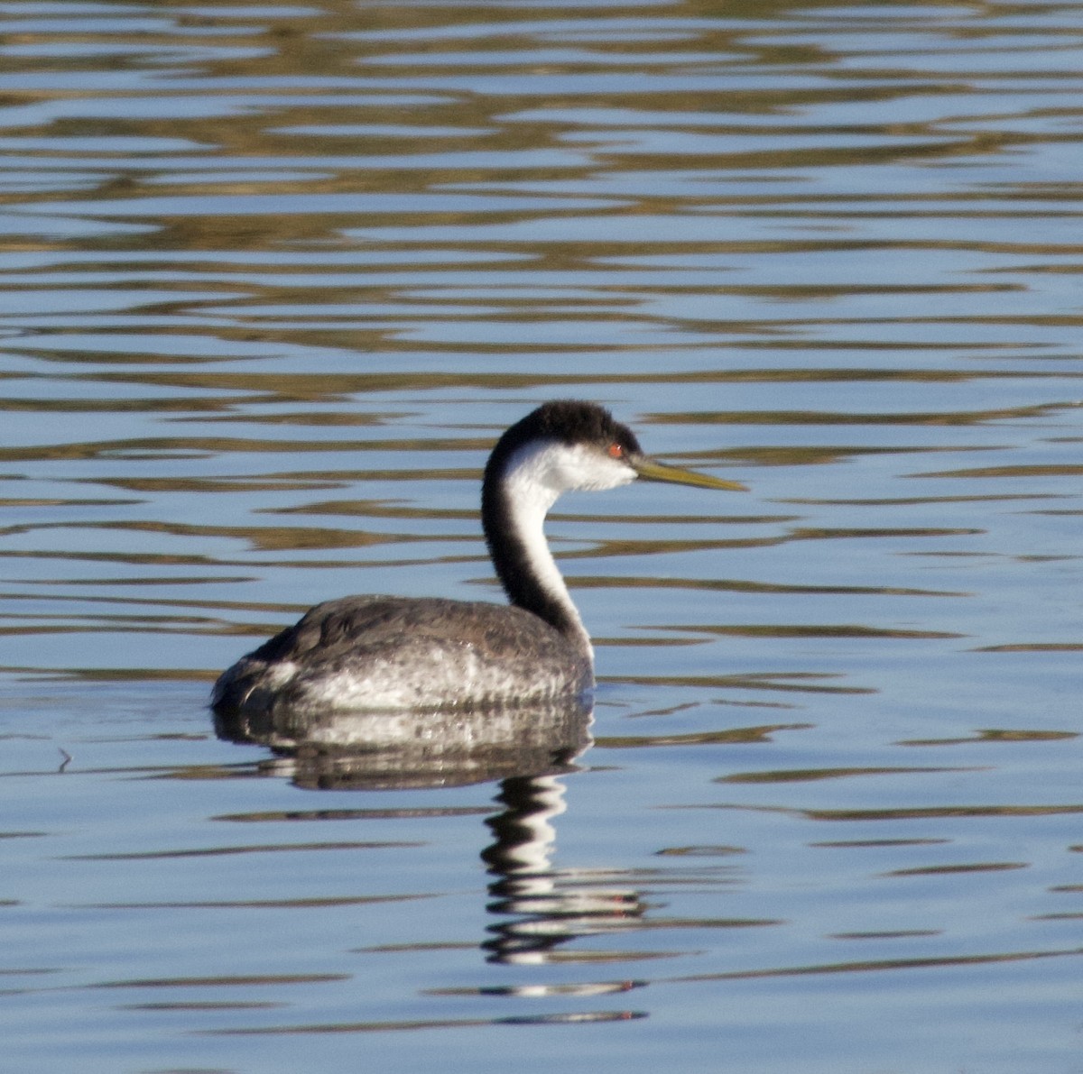 クビナガカイツブリ - ML646677238