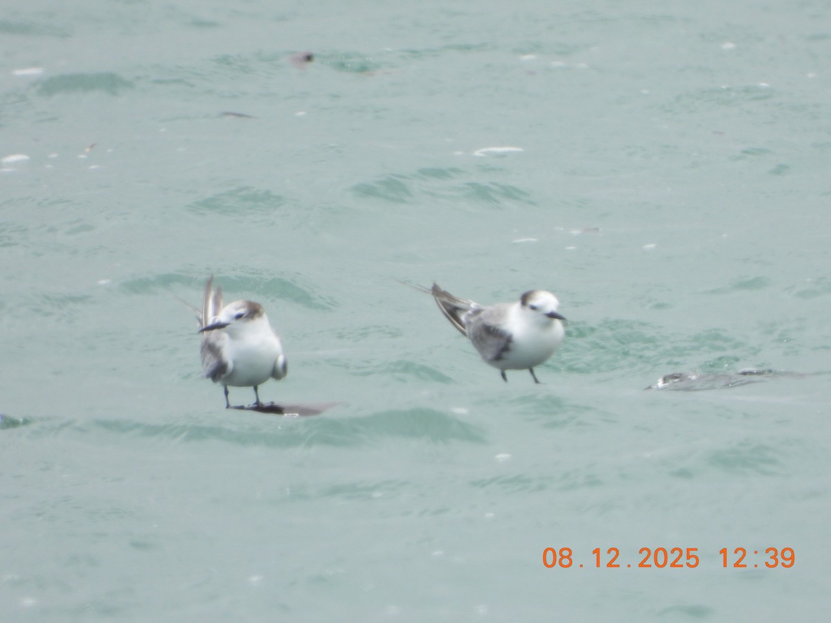 Aleutian Tern - ML646677239