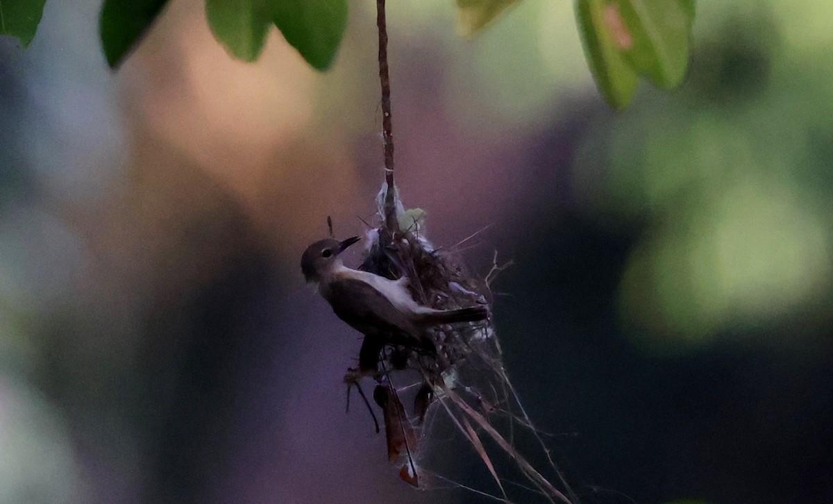 ハシブトセンニョムシクイ - ML646677240