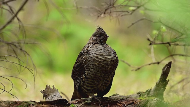 Воротничковый рябчик - ML646677241