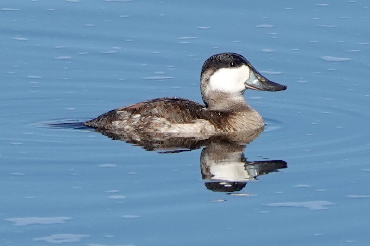 アカオタテガモ - ML646677242