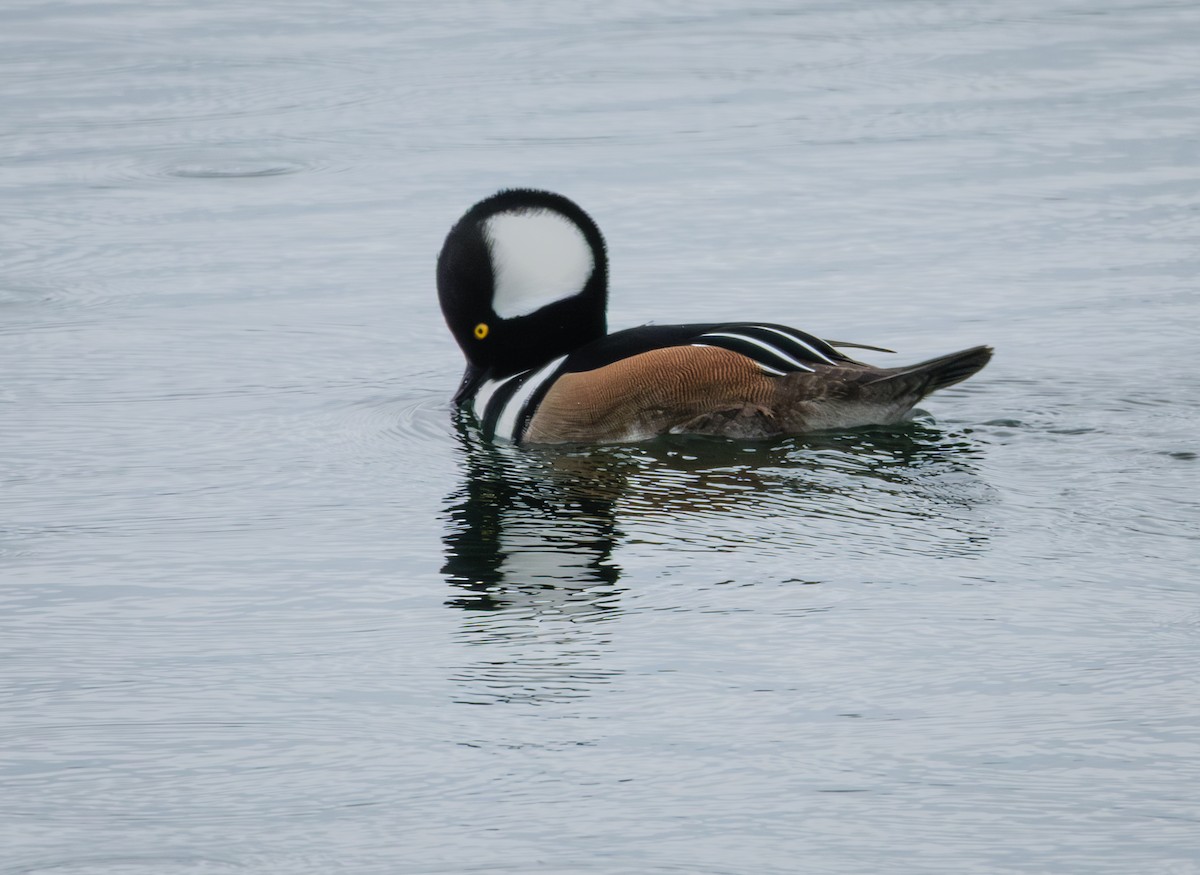 オウギアイサ - ML646677243