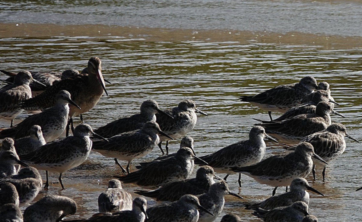 オバシギ - ML646677245