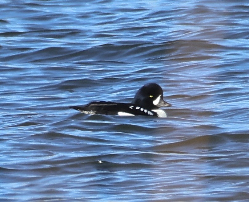 עבראש איסלנדי - ML646677247