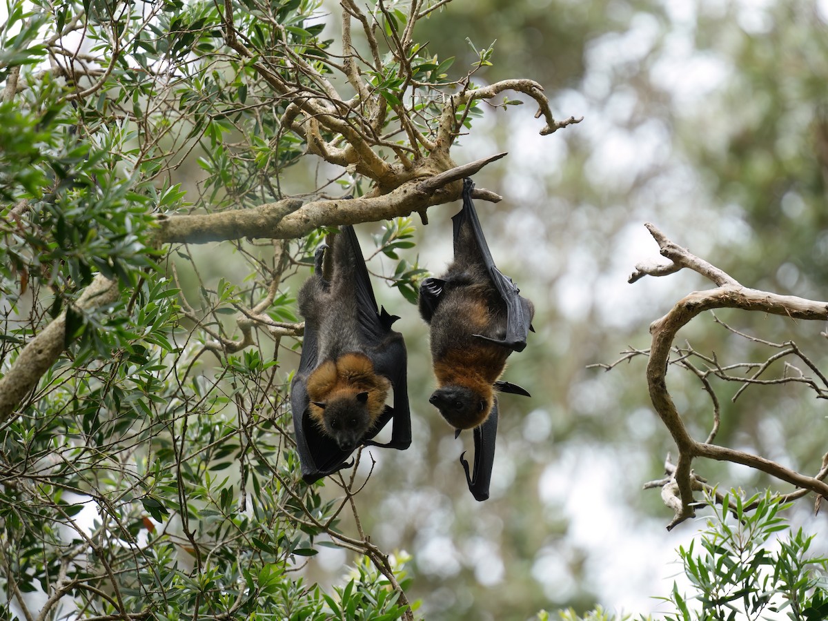 Flying-foxes - ML646677249