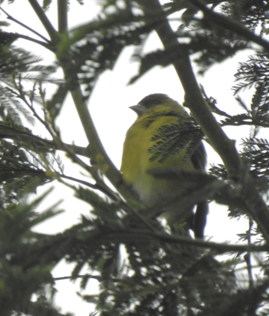Andean Siskin - ML646677255