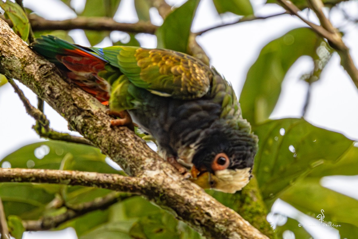 Loro Senil - ML646677261