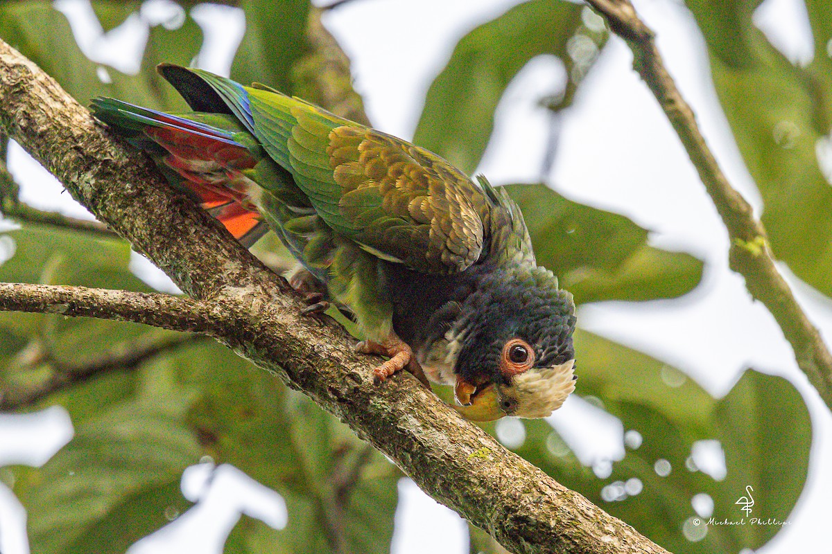 Loro Senil - ML646677262