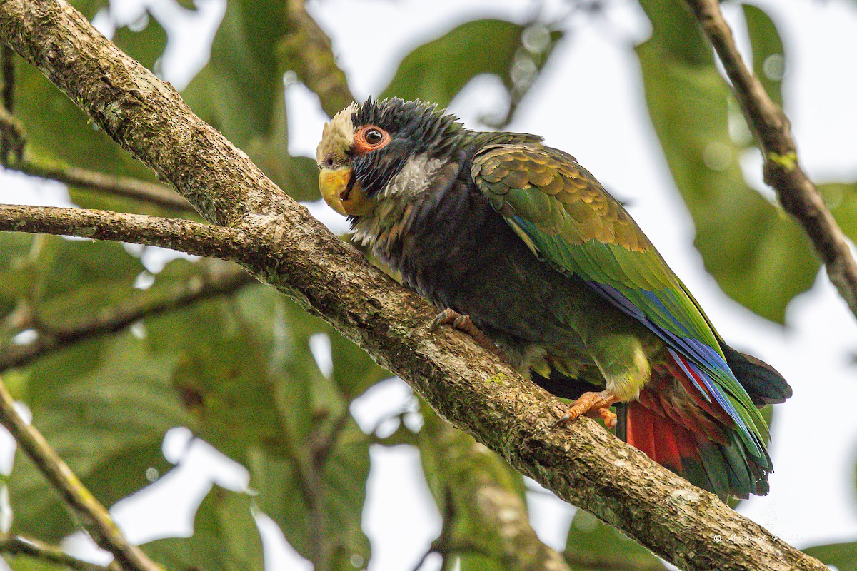 Loro Senil - ML646677263