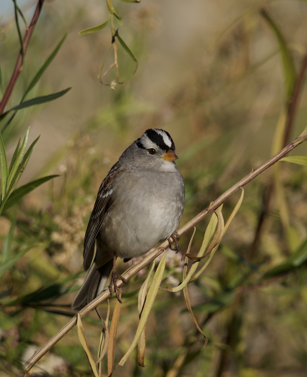 Porsuk Serçesi - ML646677264