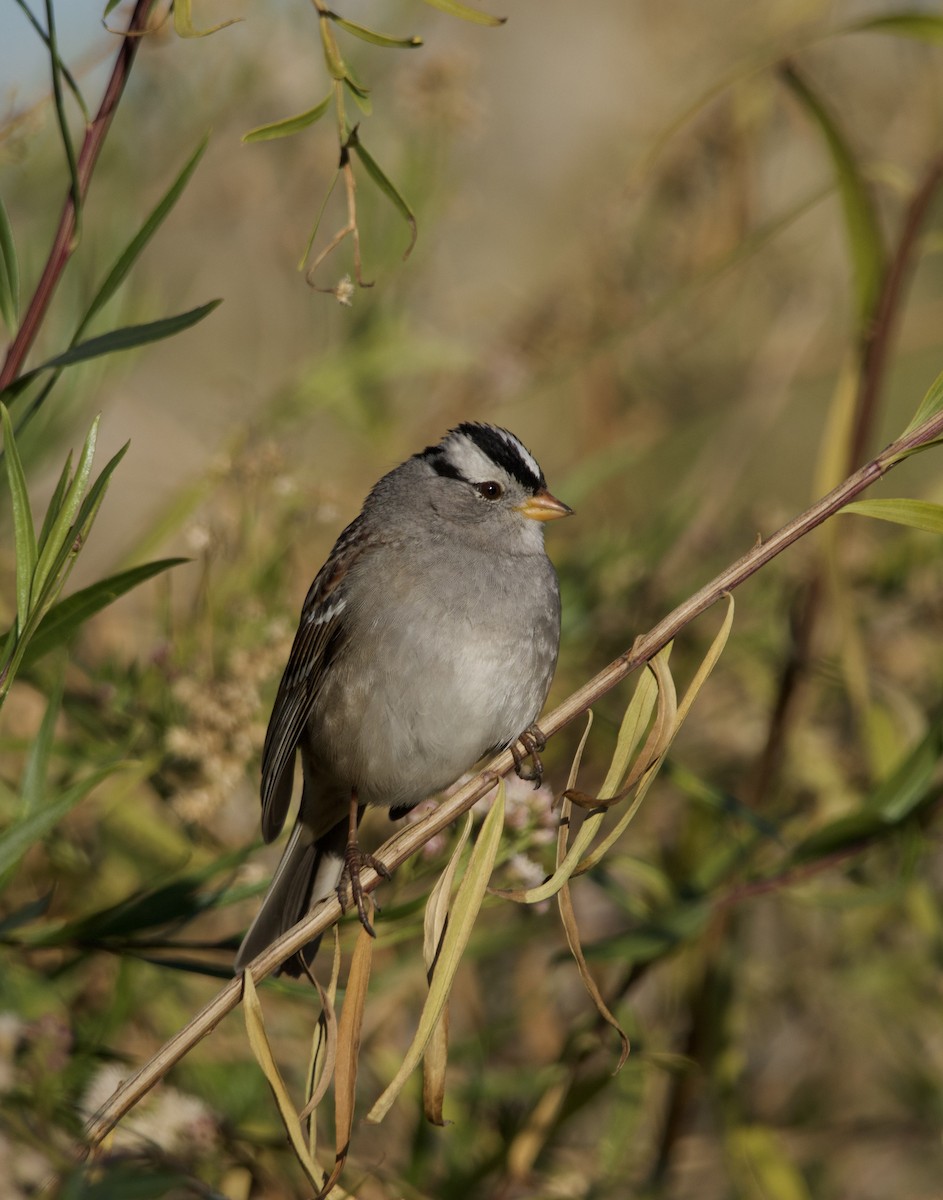 Porsuk Serçesi - ML646677265