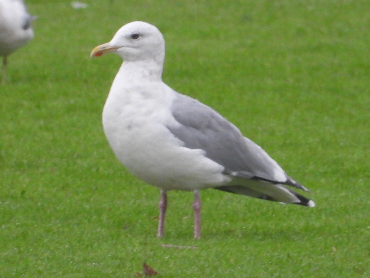 Мартин гренландський (підвид thayeri) - ML646677267