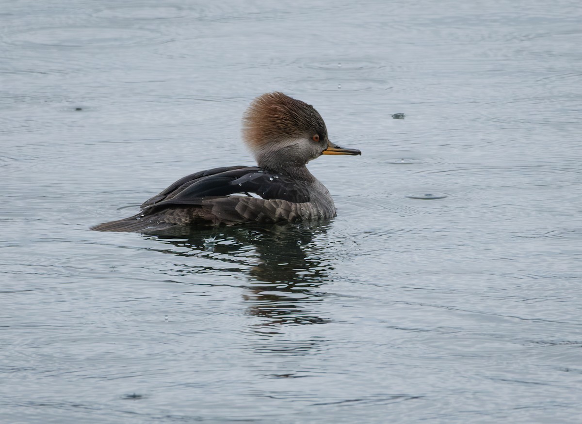 Hooded Merganser - ML646677268