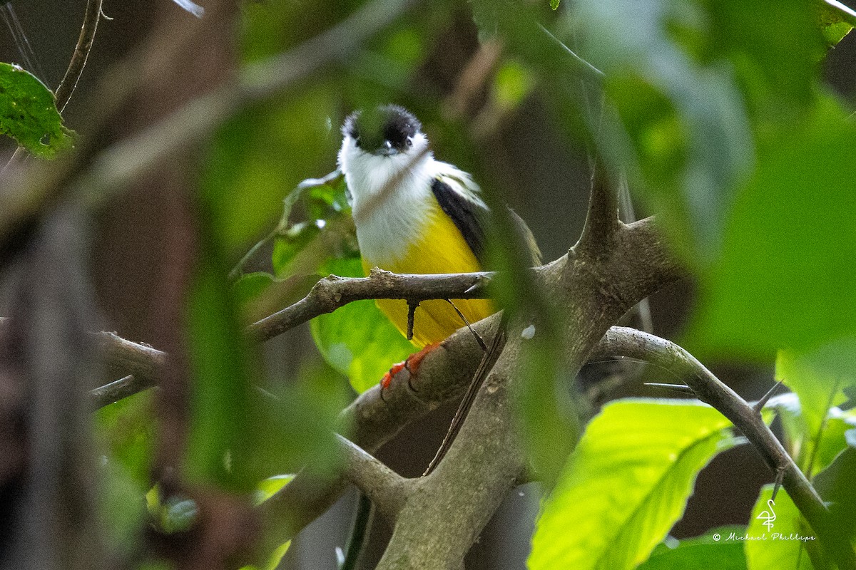 White-collared Manakin - ML646677269