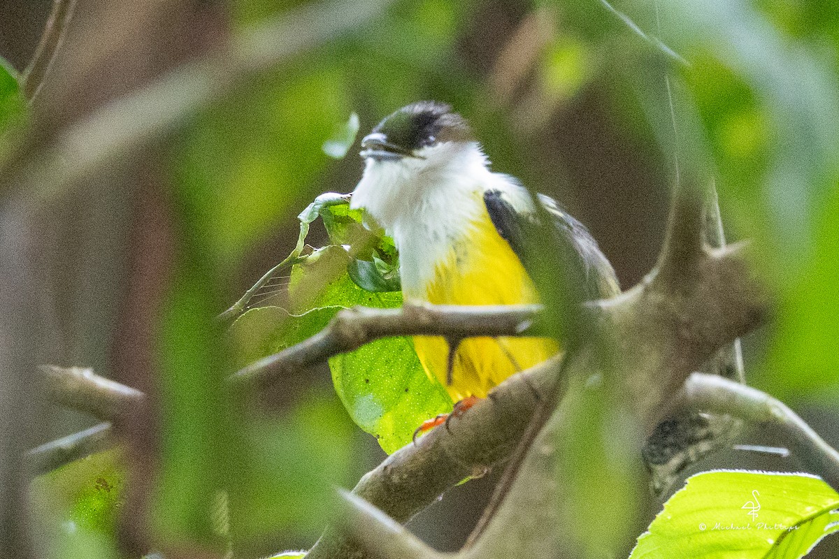 White-collared Manakin - ML646677270