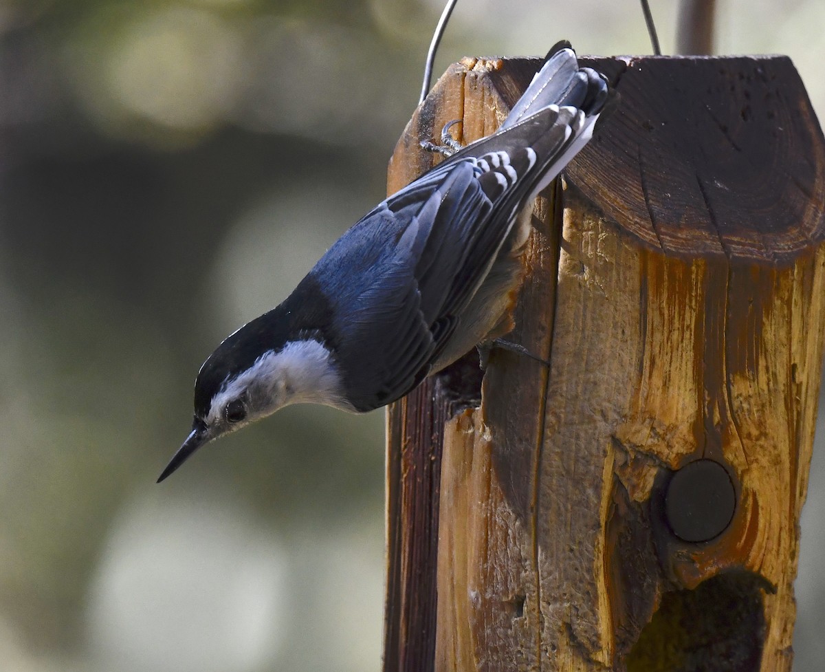 Trepador Pechiblanco (grupo lagunae) - ML646677274