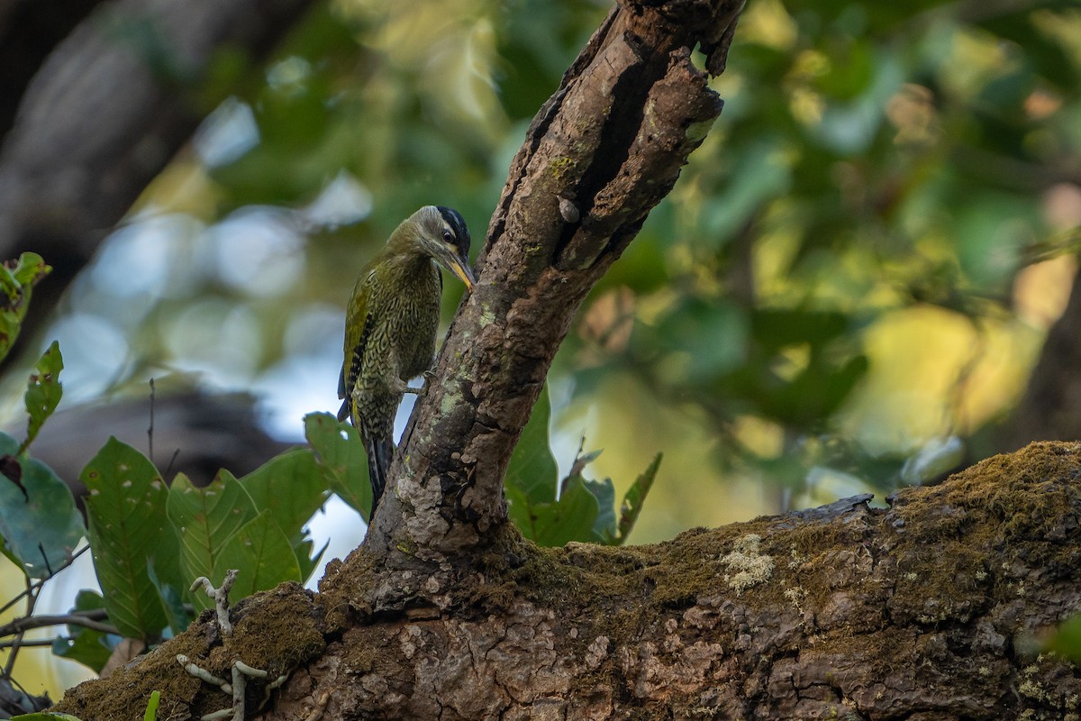 Indiengrünspecht - ML646677279