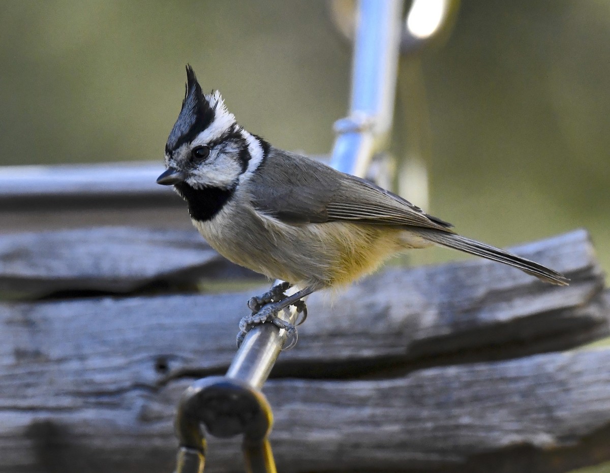 Herrerillo Embridado - ML646677280