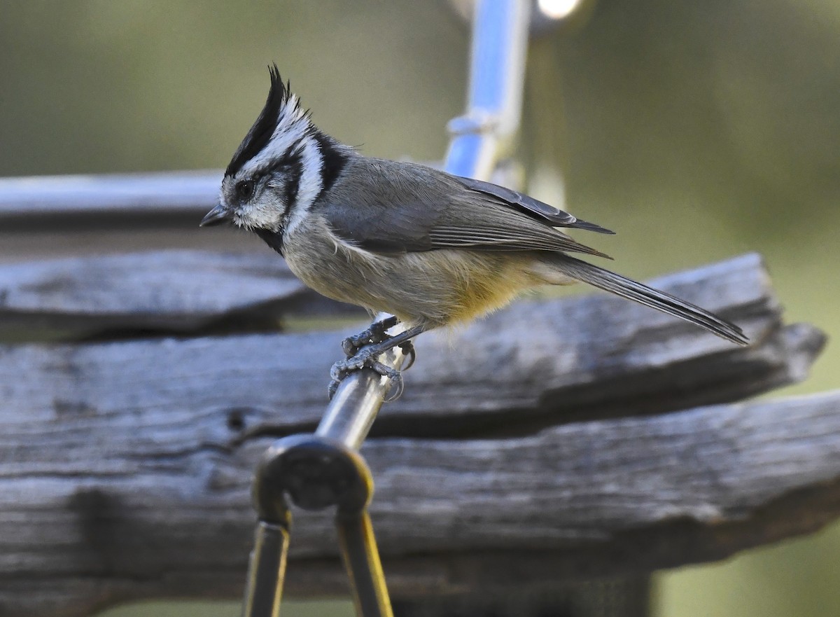 Herrerillo Embridado - ML646677281