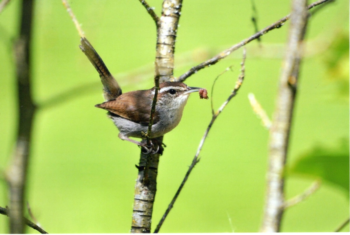 シロハラミソサザイ - ML646677283