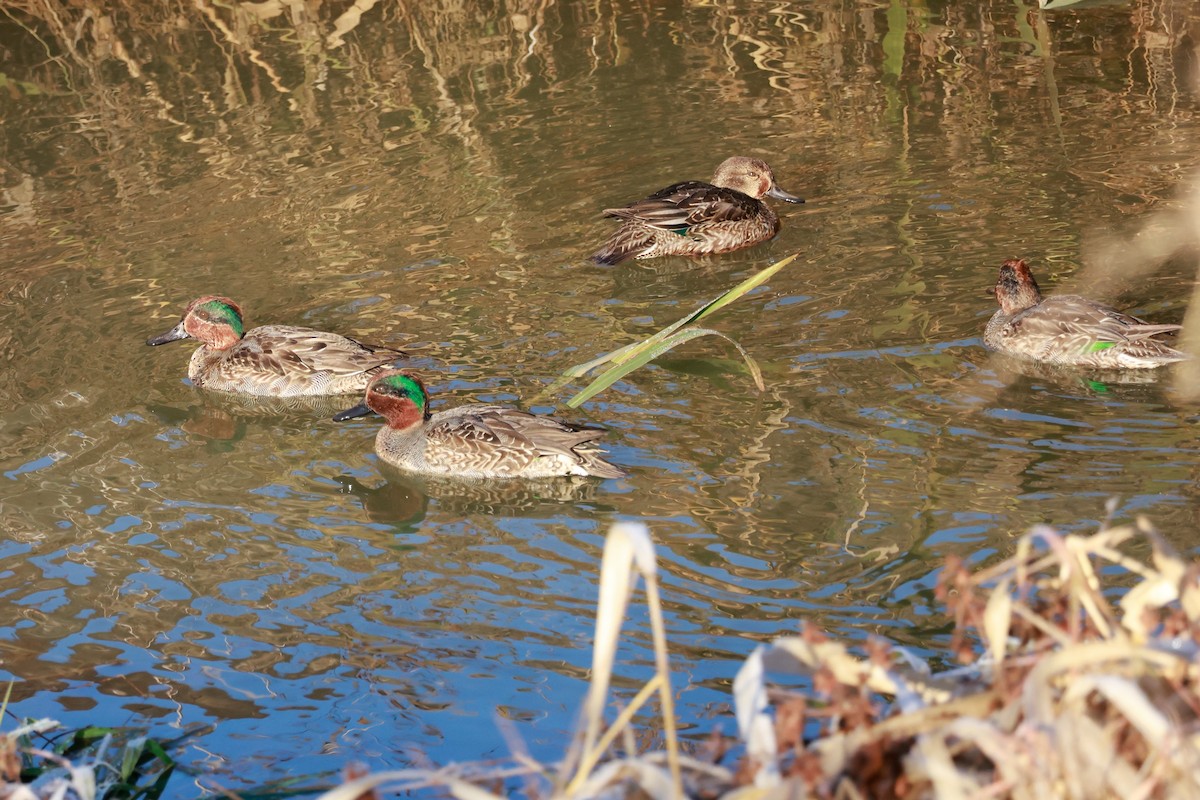 Green-winged Teal - ML646677284