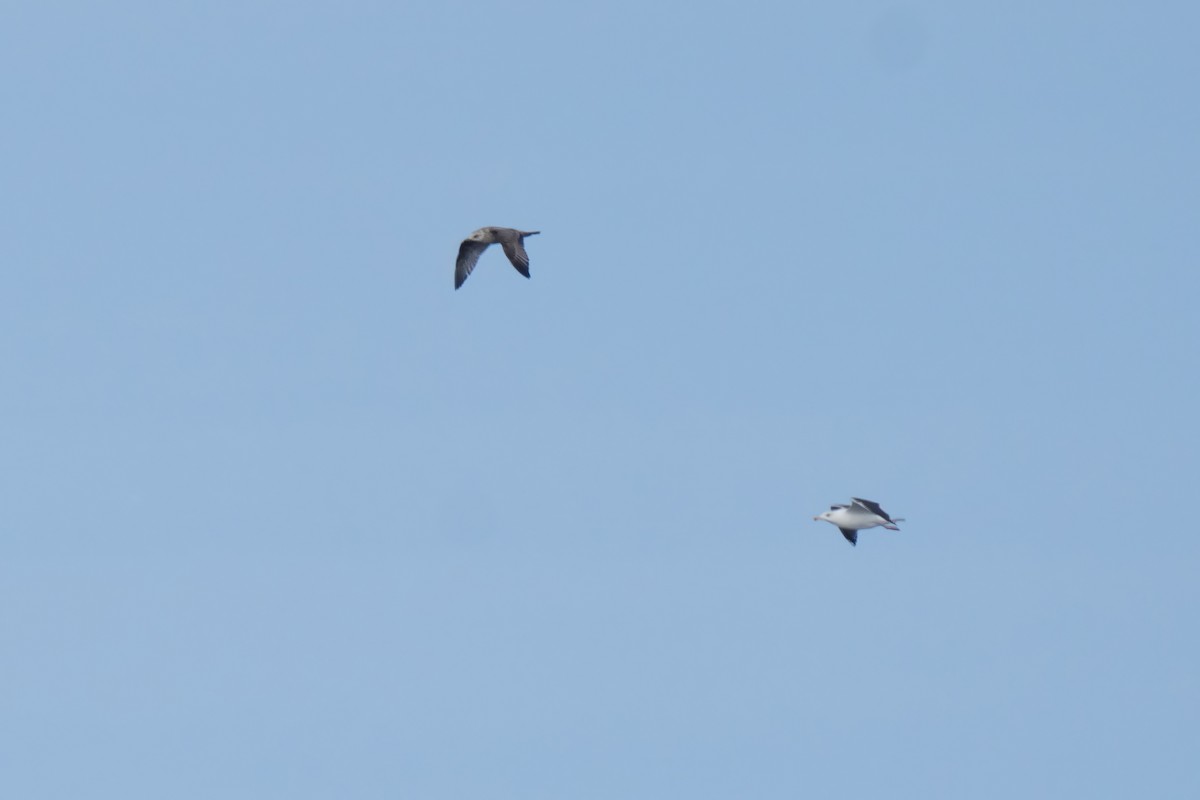 Great Black-backed Gull - ML646677285