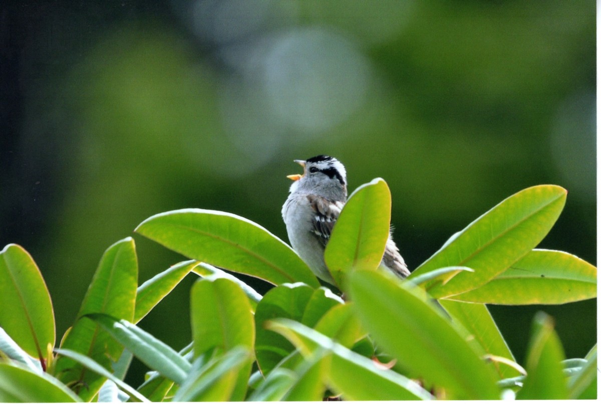 Porsuk Serçesi - ML646677289